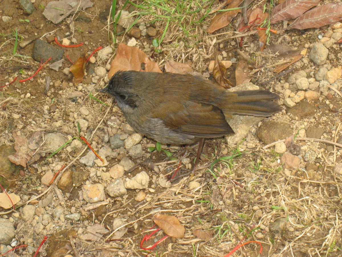 Black-billed Nightingale-Thrush - marvin hyett