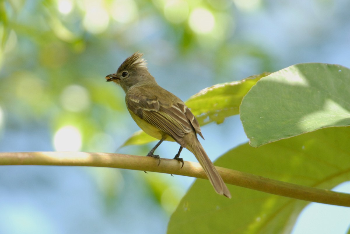 Yellow-bellied Elaenia - marvin hyett