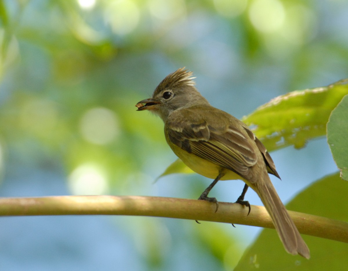 Yellow-bellied Elaenia - marvin hyett