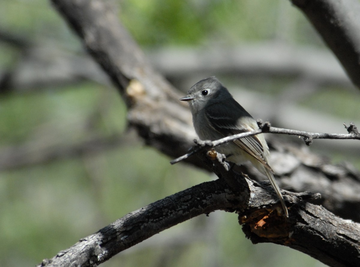 Hammond's Flycatcher - ML204038951