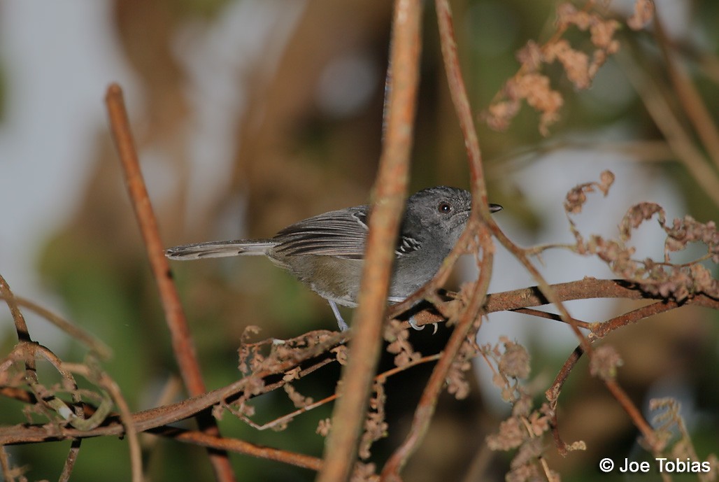 Parker's Antbird - ML204039191