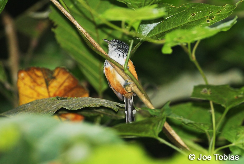 Klages's Antbird - ML204039411