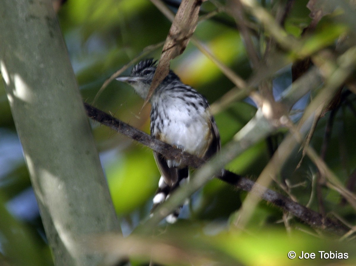 Striated Antbird - Joseph Tobias