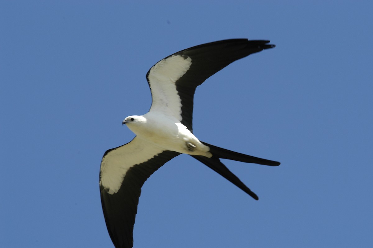 Swallow-tailed Kite - ML204039951