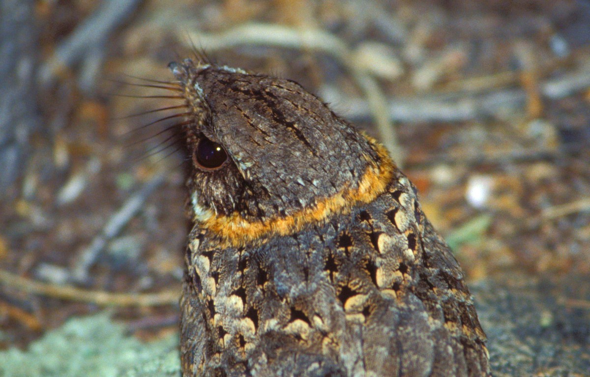 Photos - Buff-collared Nightjar - Antrostomus ridgwayi - Birds of