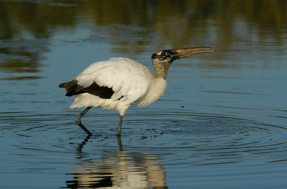 Wood Stork - ML204040311