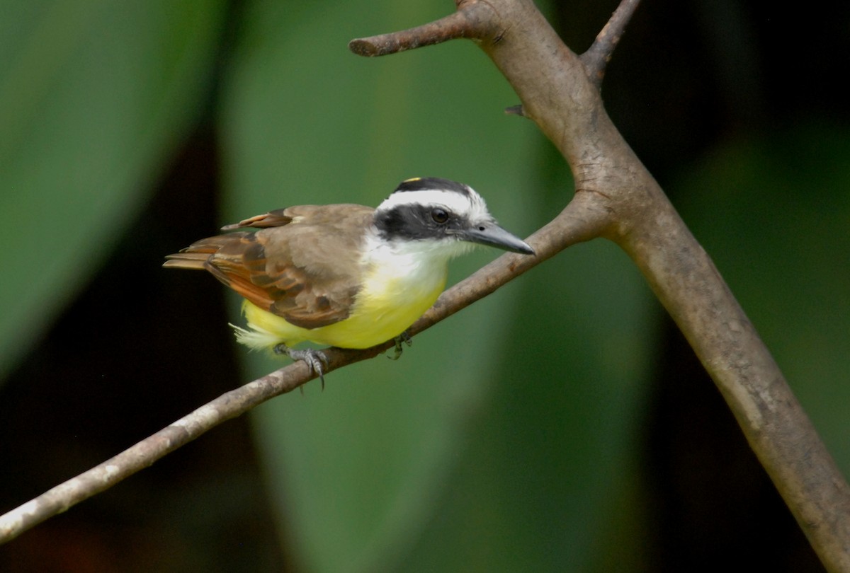 Great Kiskadee - ML204040561