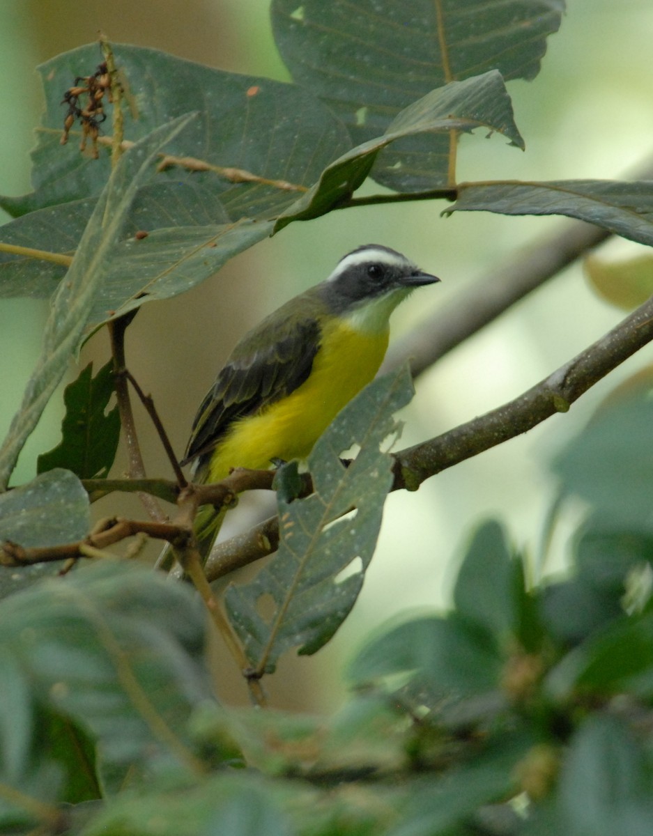 Social Flycatcher (Vermilion-crowned) - ML204040571