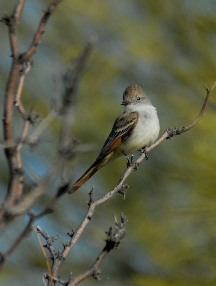 Ash-throated Flycatcher - ML204040591