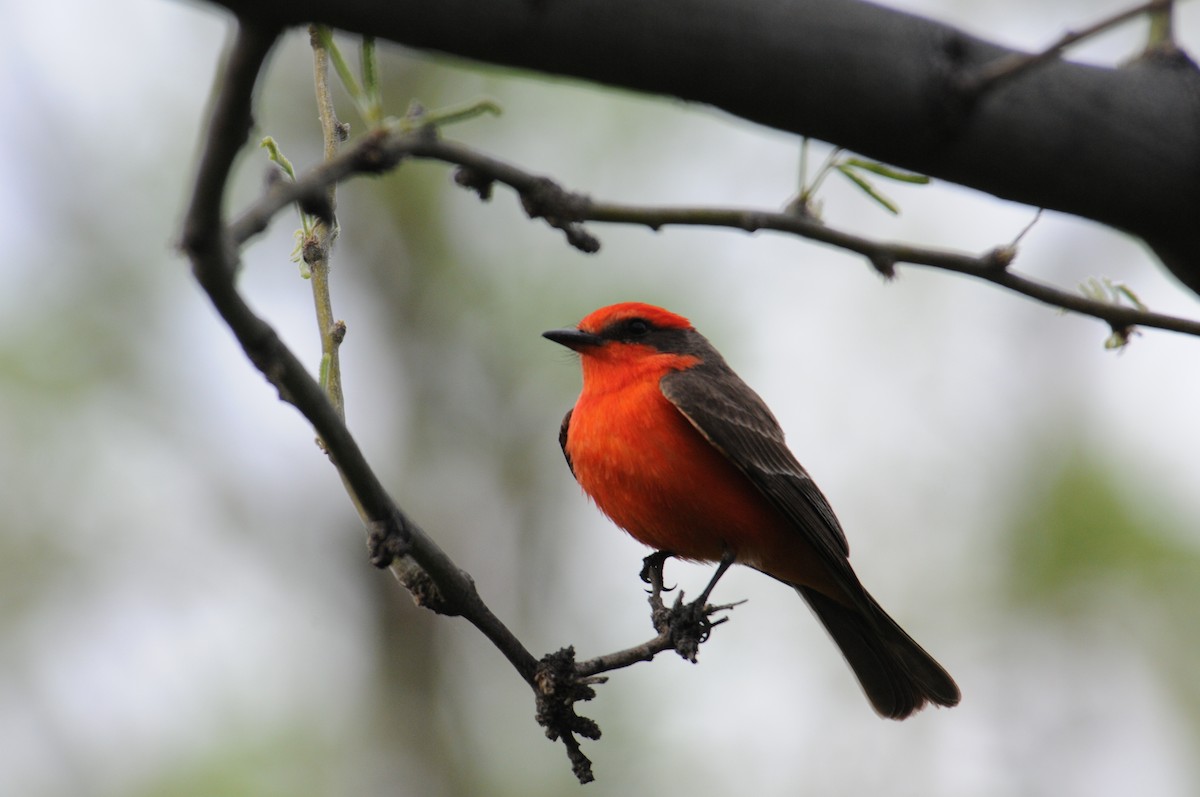 Vermilion Flycatcher (Northern) - marvin hyett