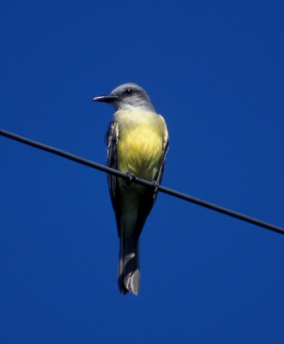 Tropical Kingbird - ML204040791