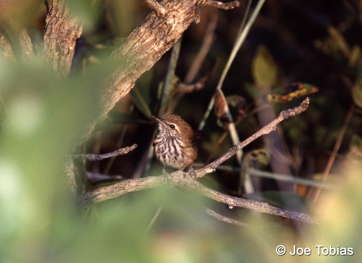 Rusty-backed Antwren - ML204041331