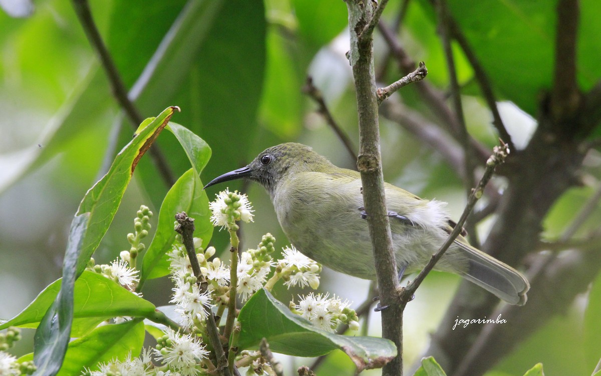 Sunda Honeyeater - ML204041481