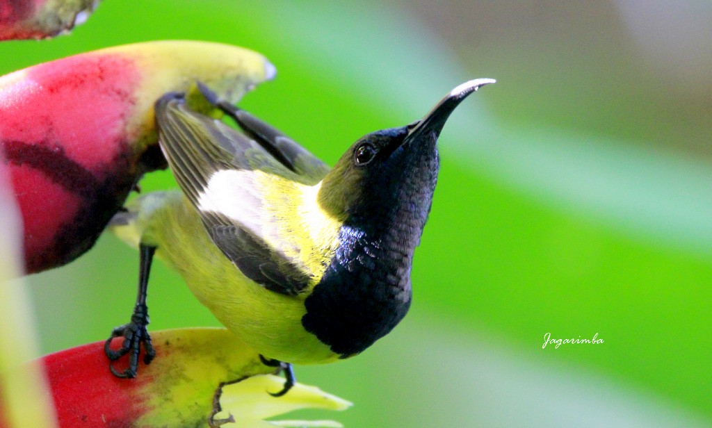 Ornate Sunbird - ML204041641