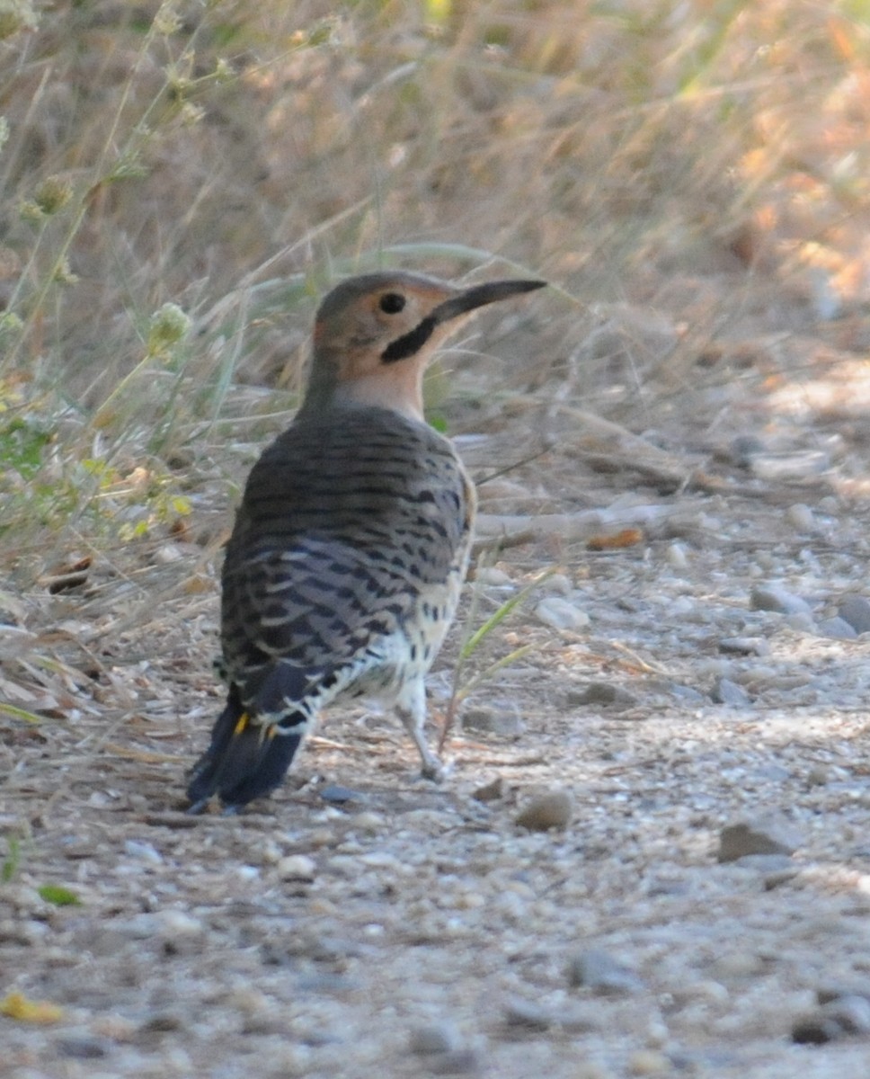 Northern Flicker (Yellow-shafted) - ML204043121
