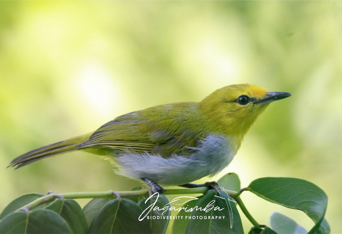 Yellow-spectacled White-eye - ML204043451