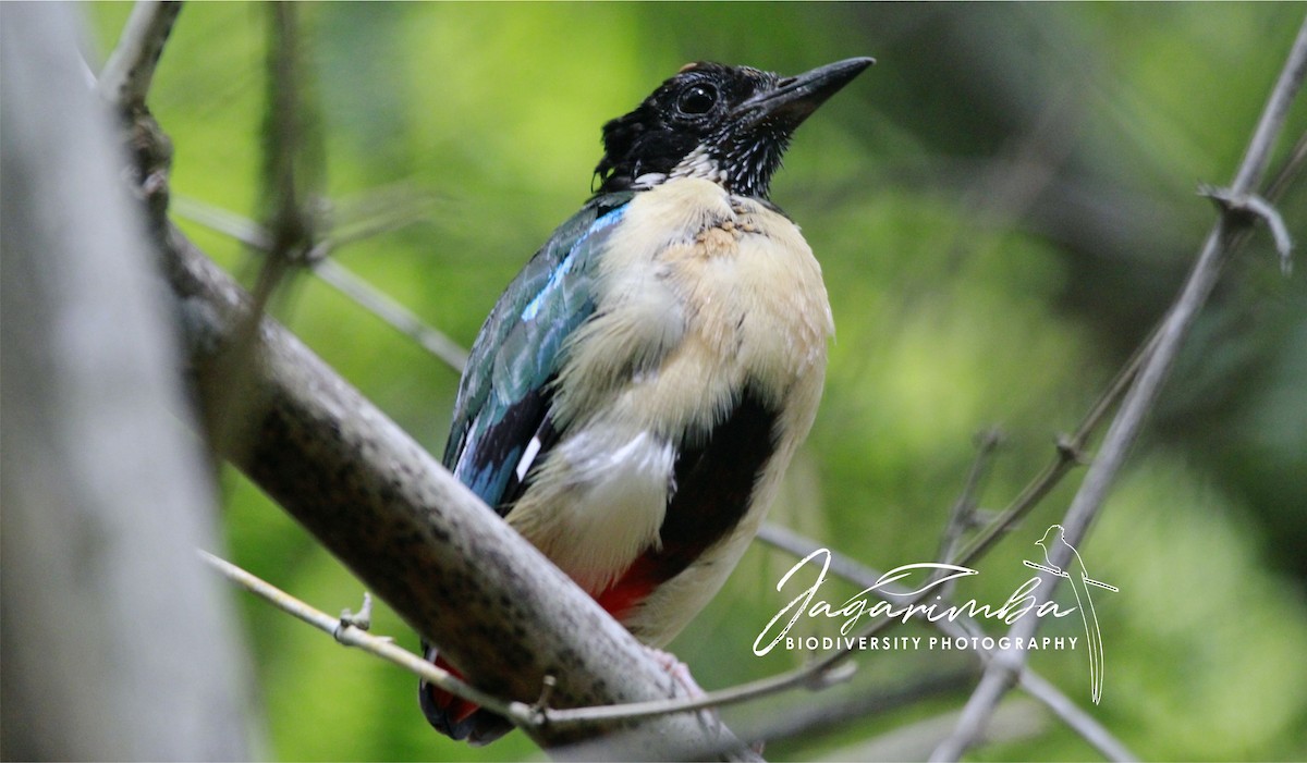 Ornate Pitta - Yovie Jehabut