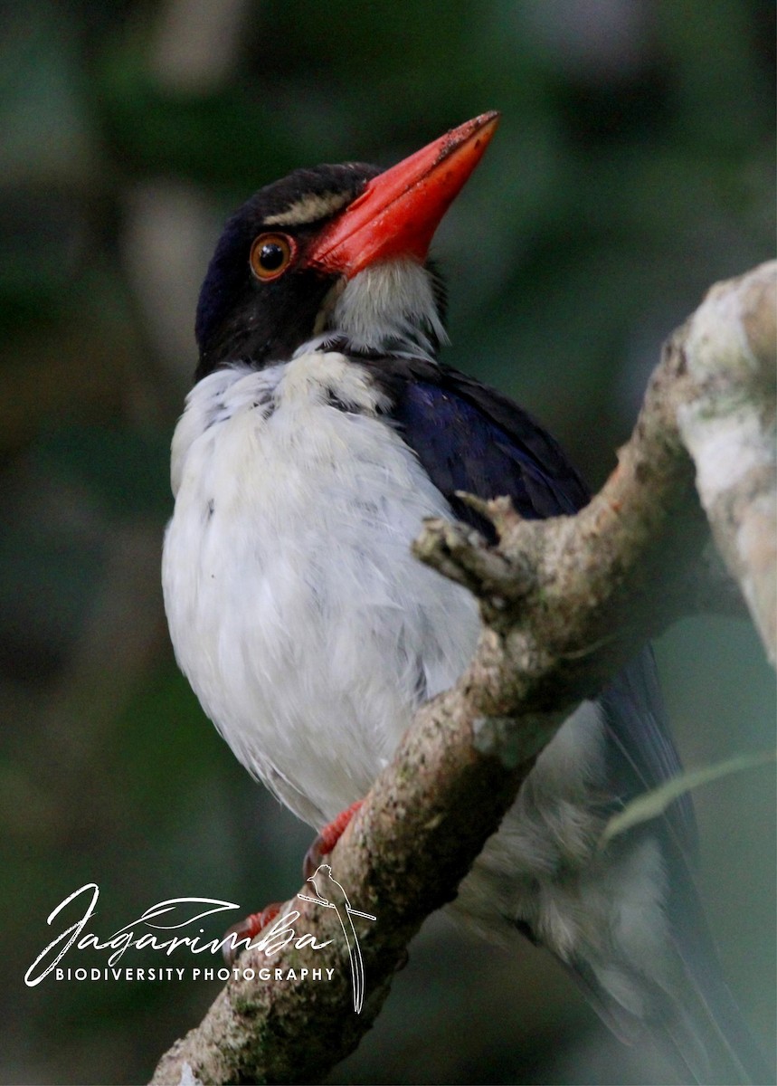 White-rumped Kingfisher - ML204043501