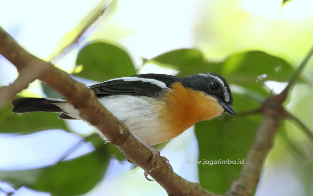 Rufous-chested Flycatcher - ML204043621