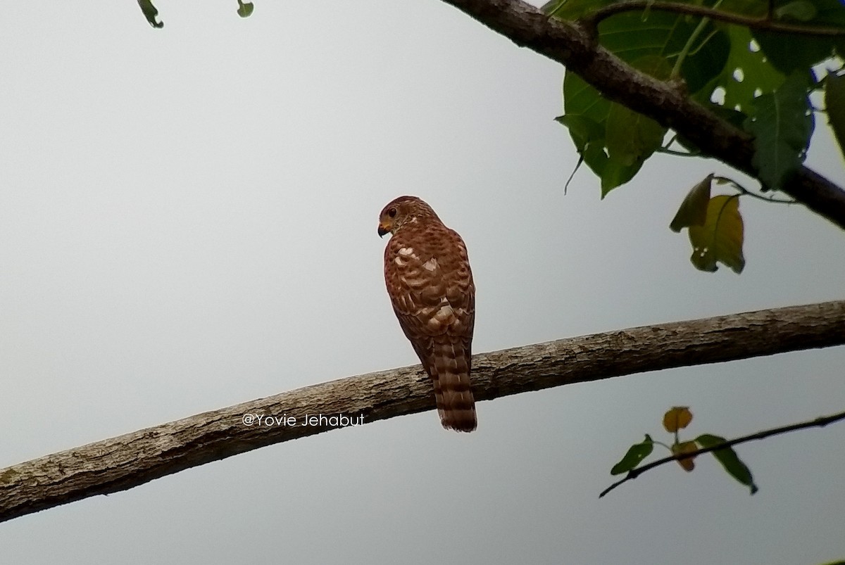 Variable Goshawk (Lesser Sundas) - ML204043941