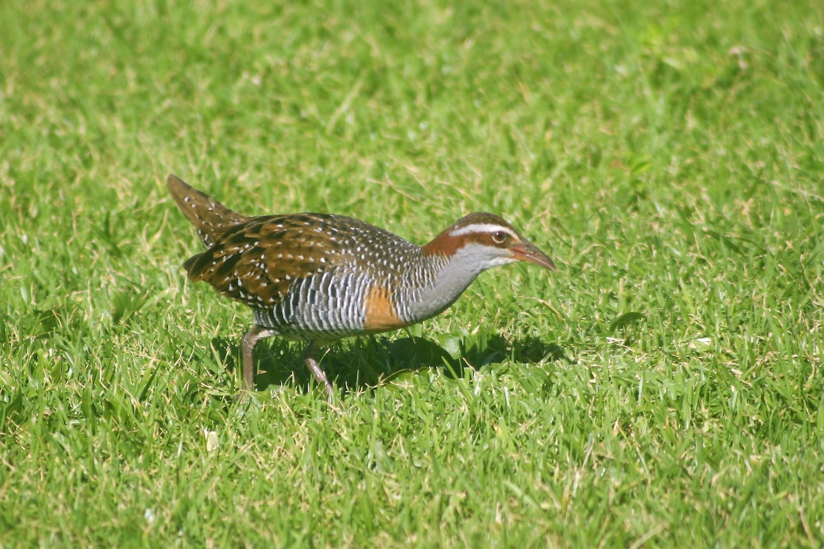 Buff-banded Rail - ML204043991