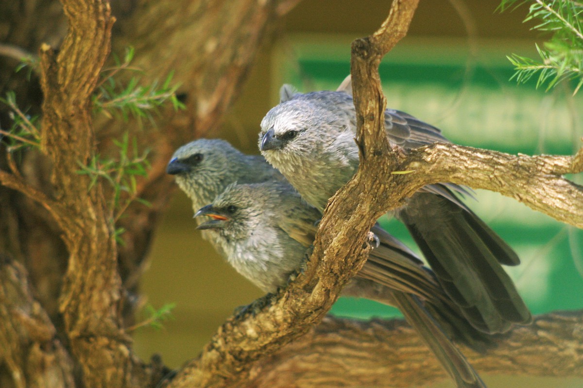 Apostlebird - Cesar Gonzalez-Perez