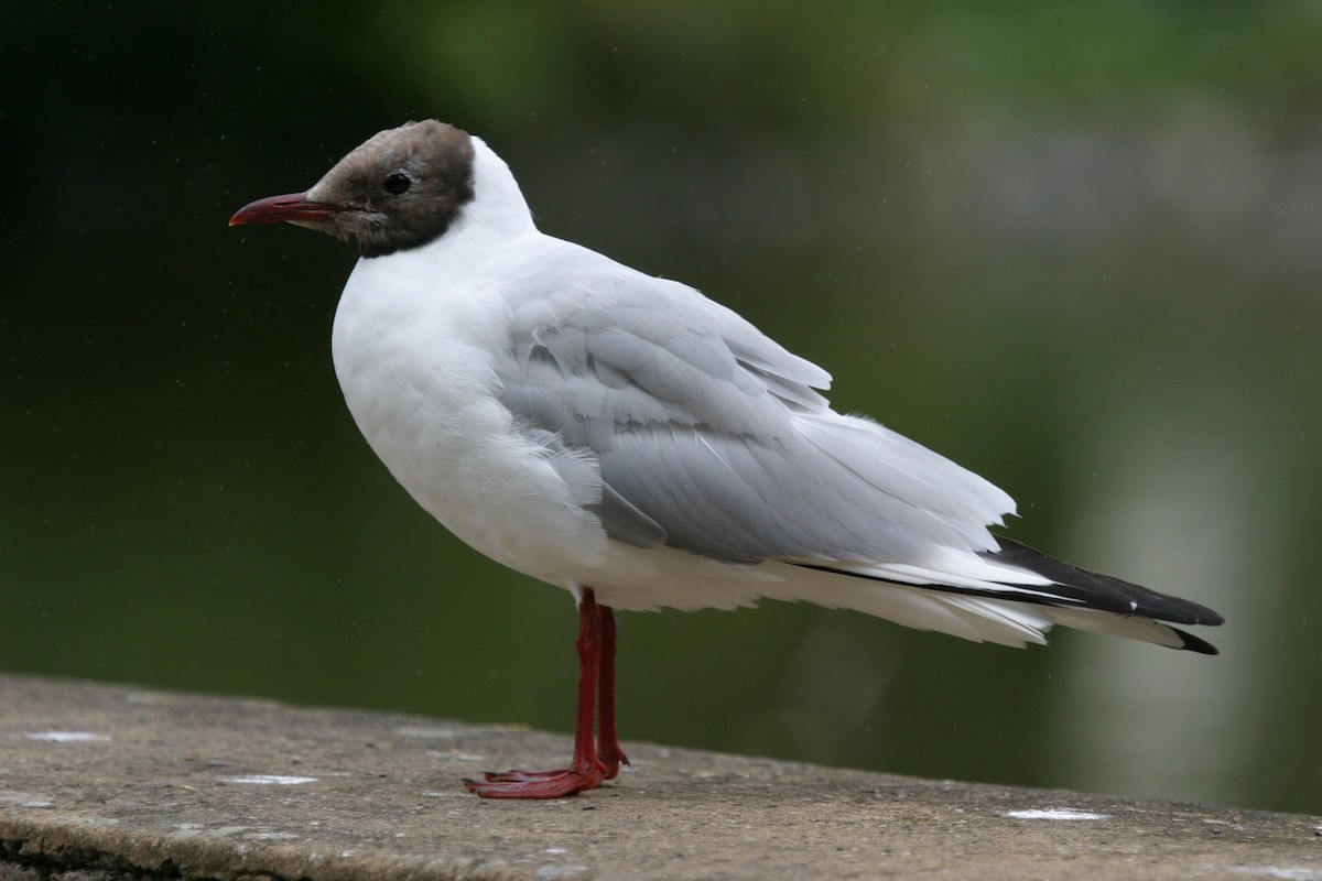 Mouette rieuse - ML204044021