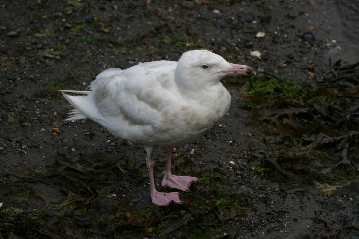 Glaucous Gull - ML204044041