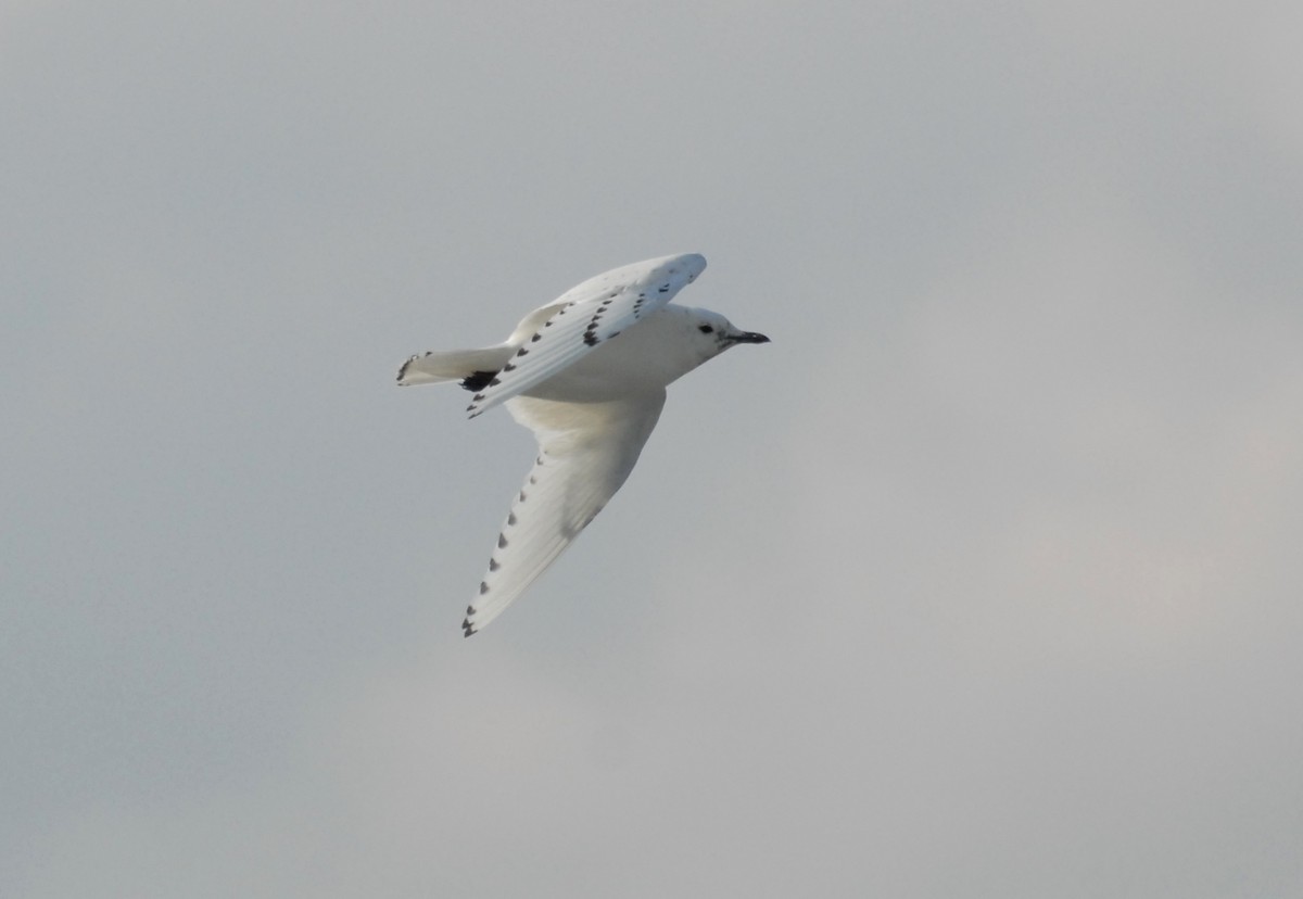 Белая чайка - ML204044851