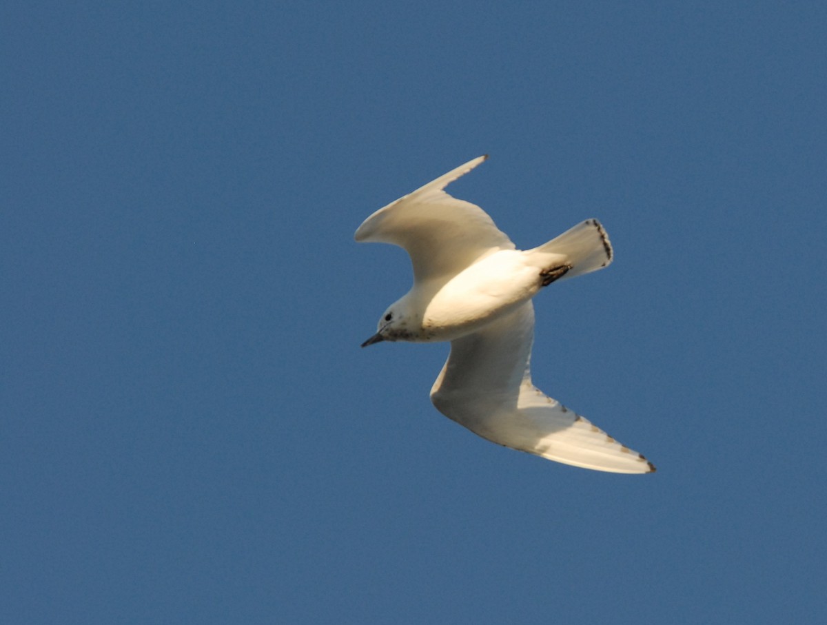 Белая чайка - ML204044861