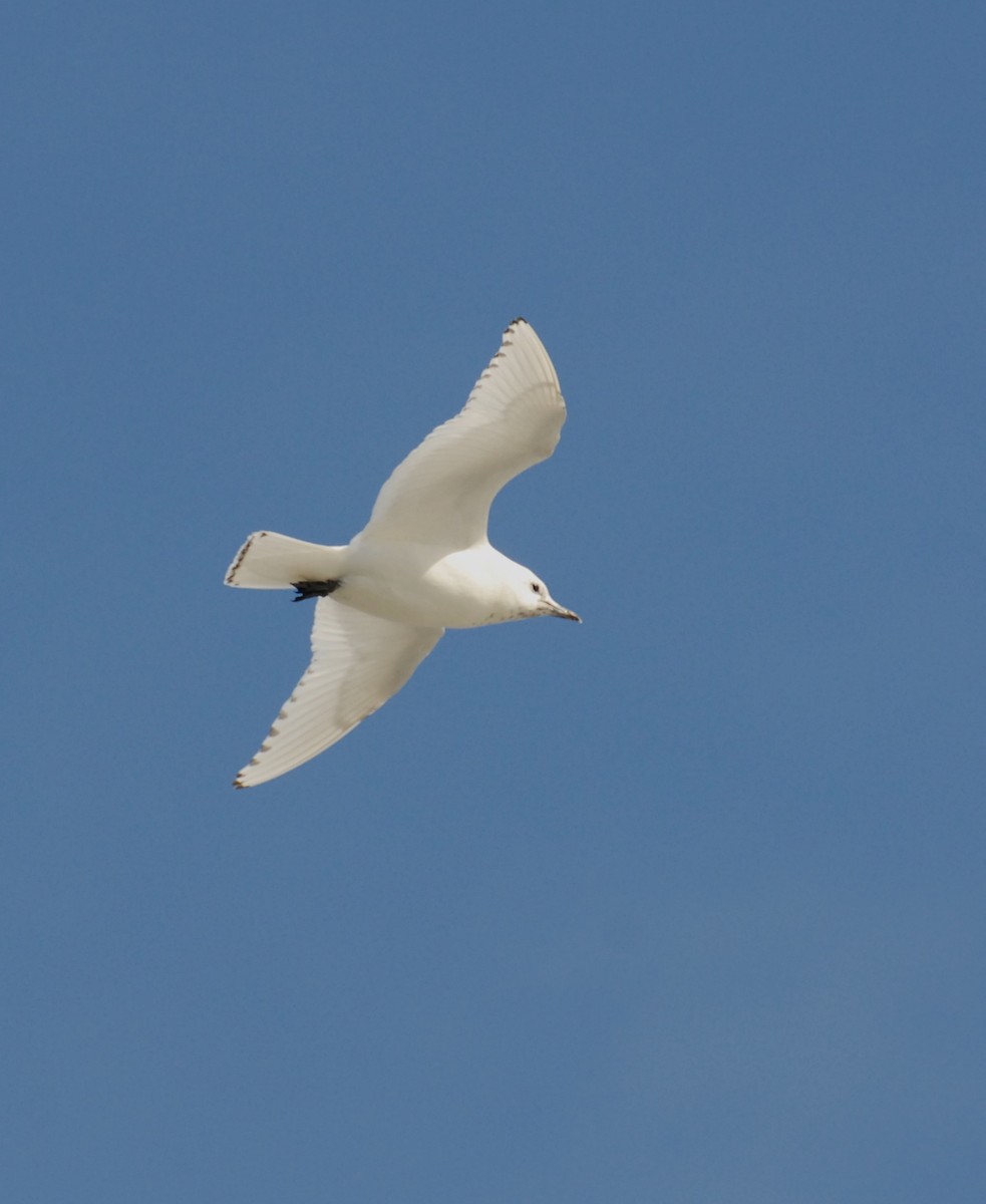 Белая чайка - ML204044871