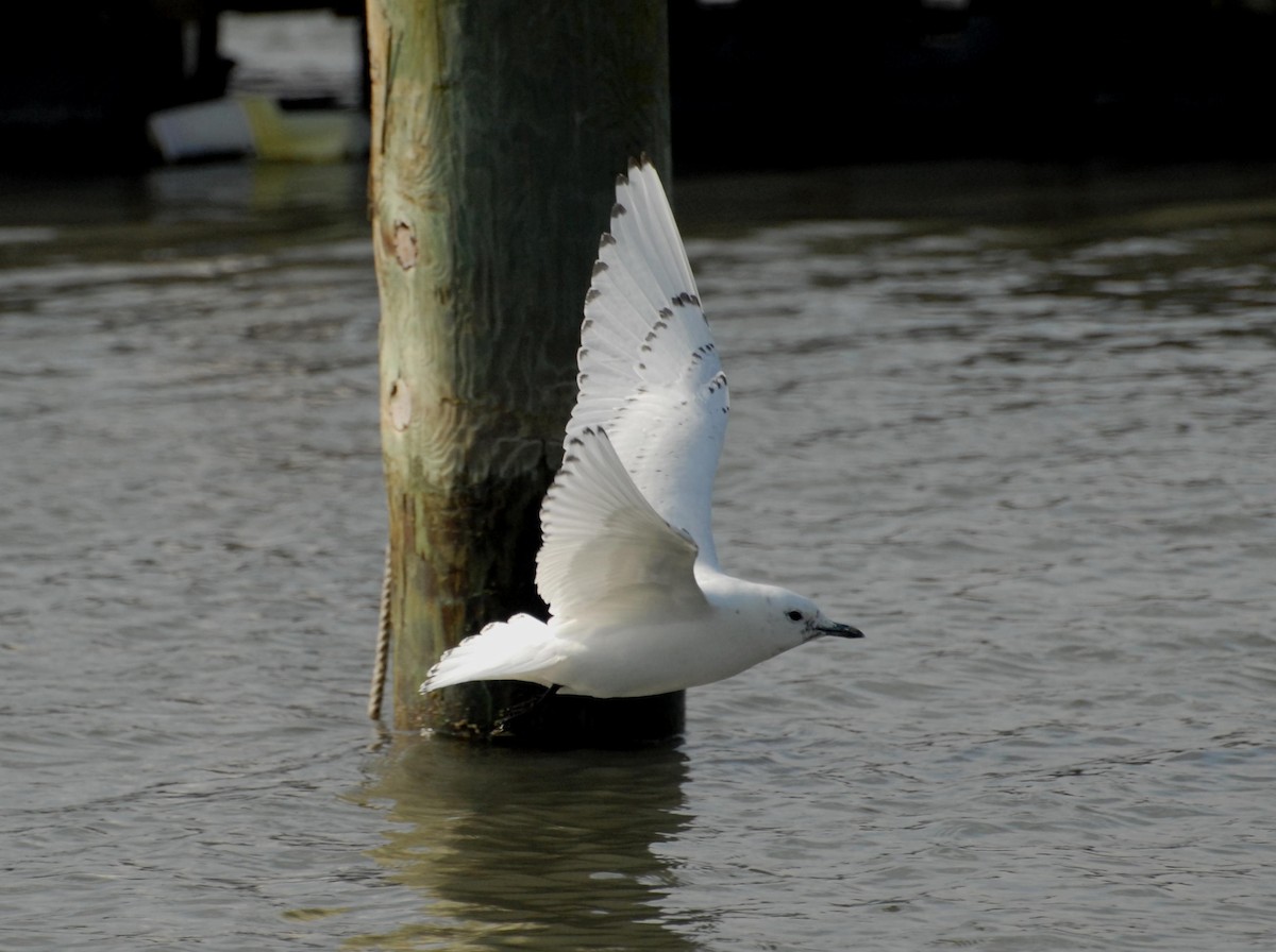 Mouette blanche - ML204044901