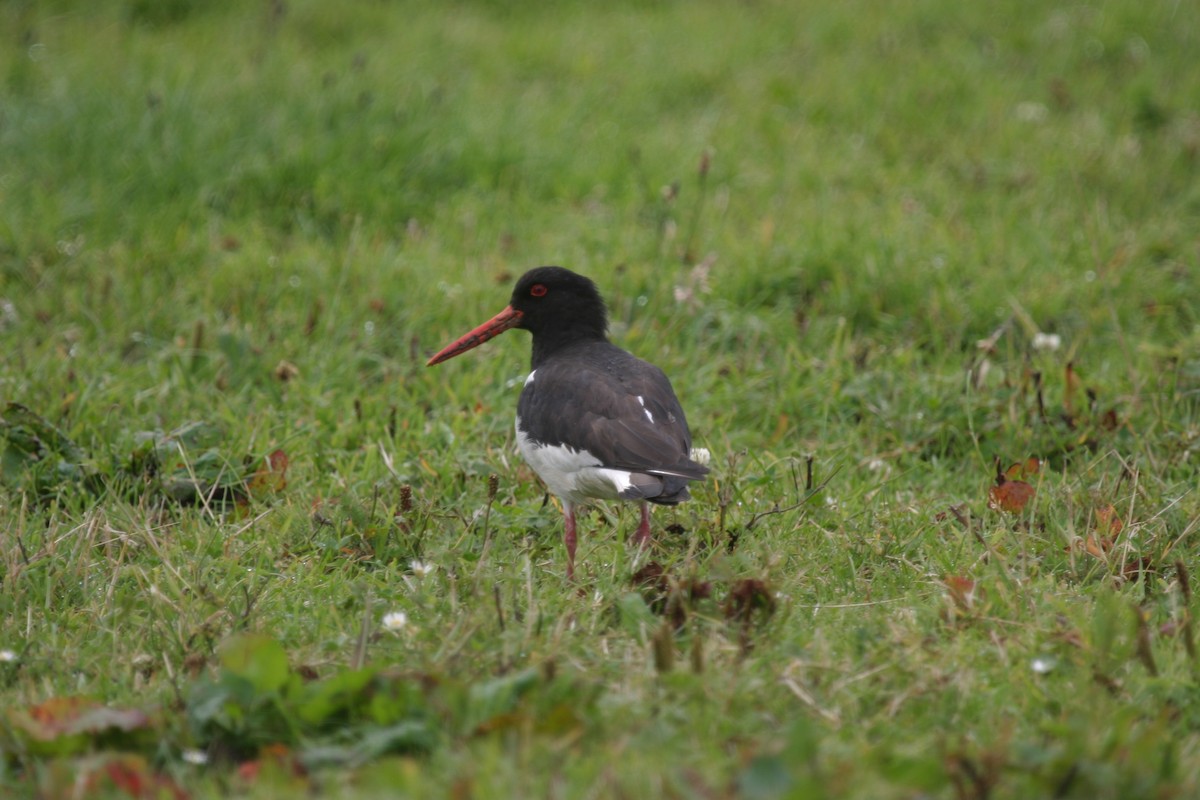 Eurasian Oystercatcher (Western) - ML204045821