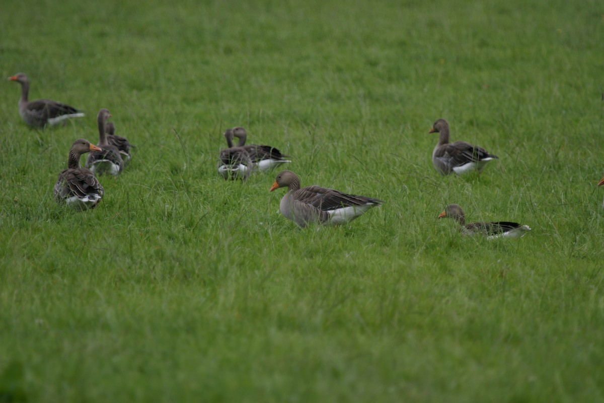 Graylag Goose (European) - ML204045831