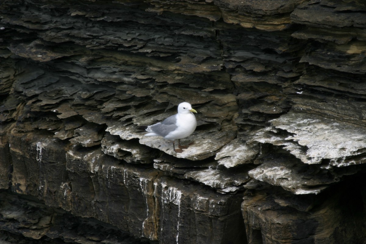 Mouette tridactyle (tridactyla) - ML204045841