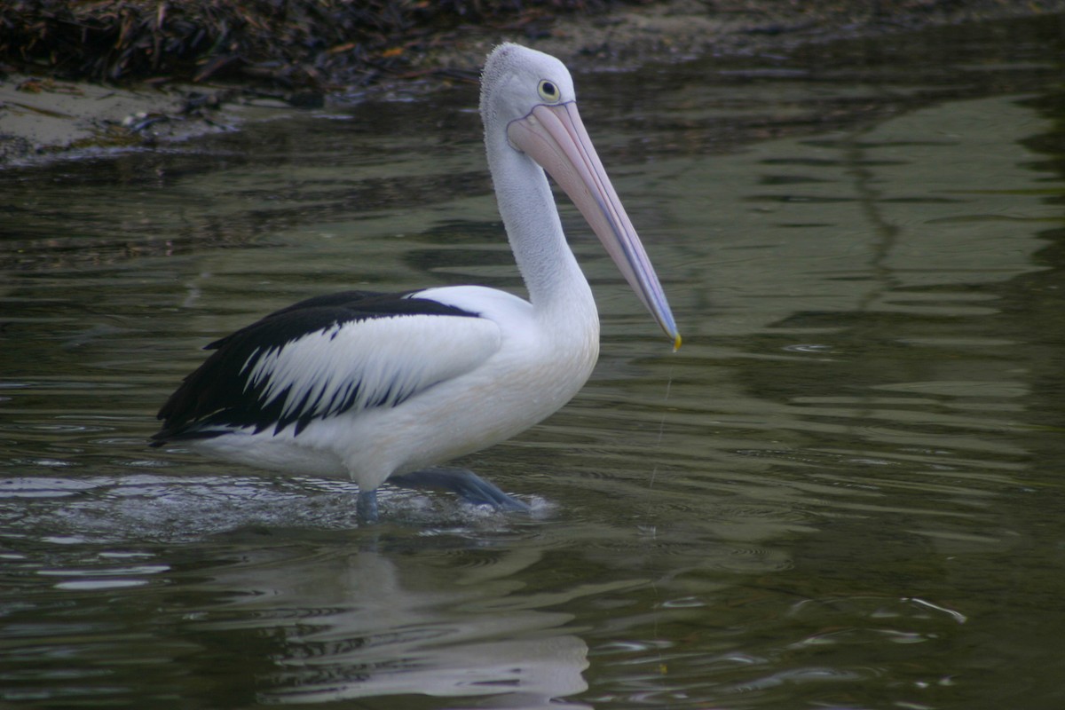 pelikán australský - ML204045881