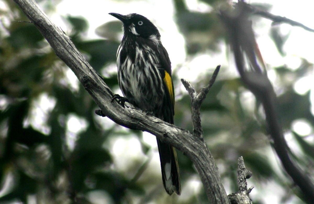 New Holland Honeyeater - ML204045911