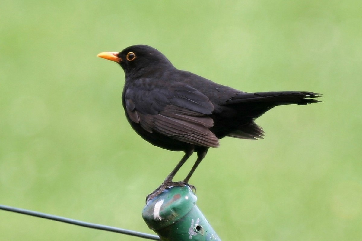 Eurasian Blackbird - Cesar Gonzalez-Perez