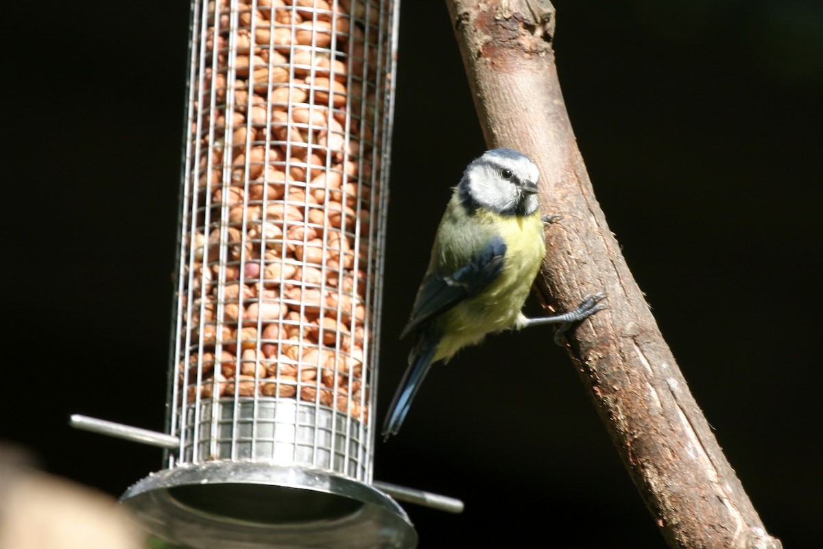 Eurasian Blue Tit - Cesar Gonzalez-Perez