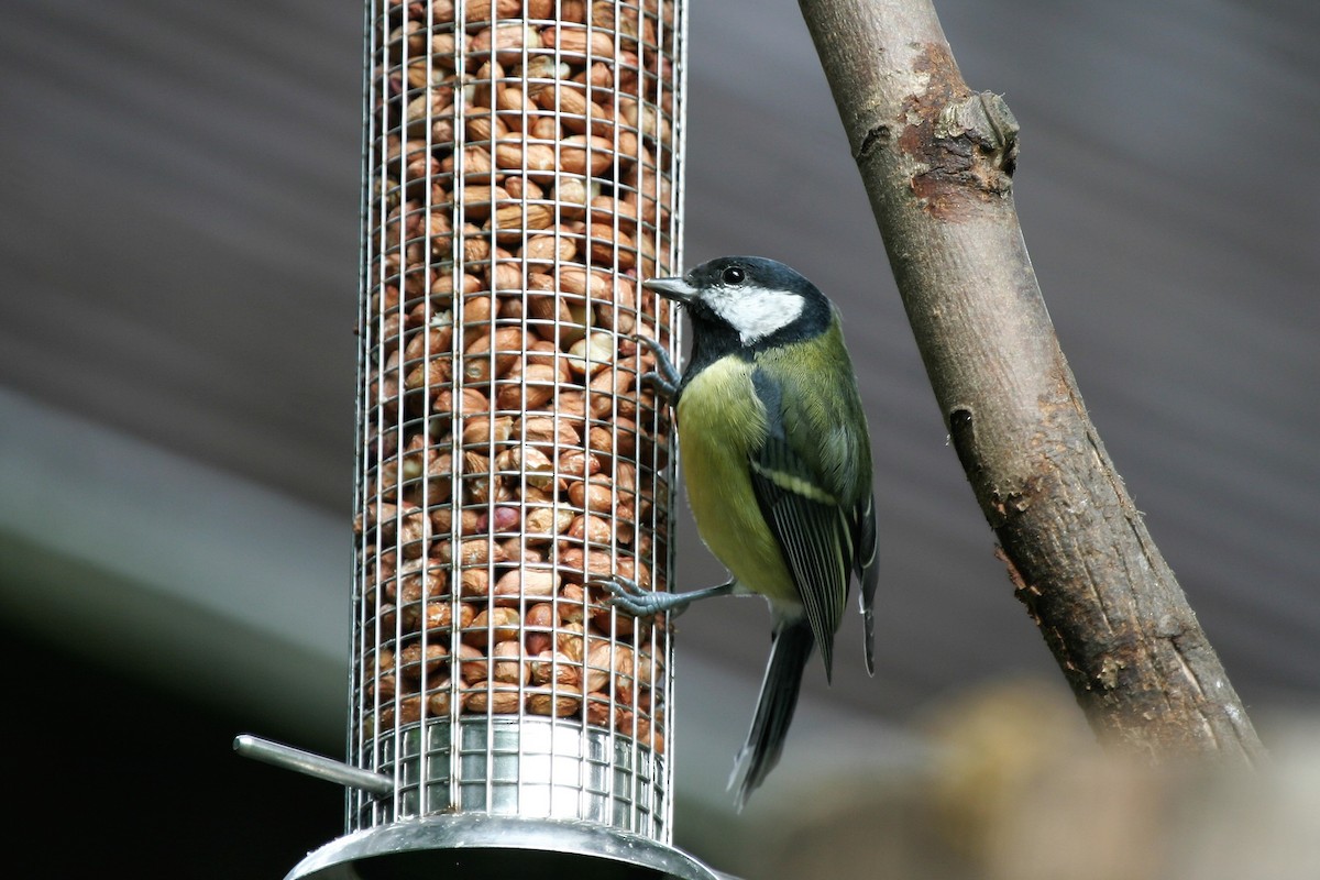 Mésange charbonnière - ML204046041