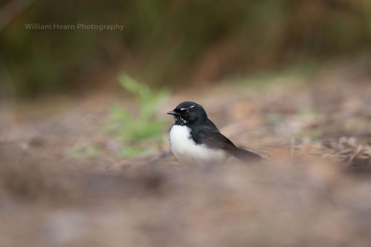 Willie-wagtail - William Hearn