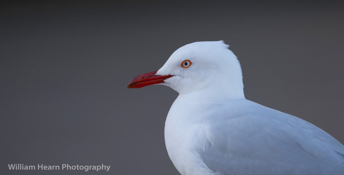 Silver Gull (Silver) - William Hearn