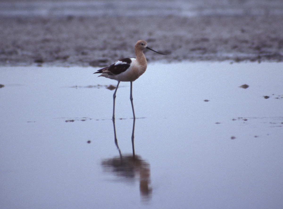 Avoceta Americana - ML204046871