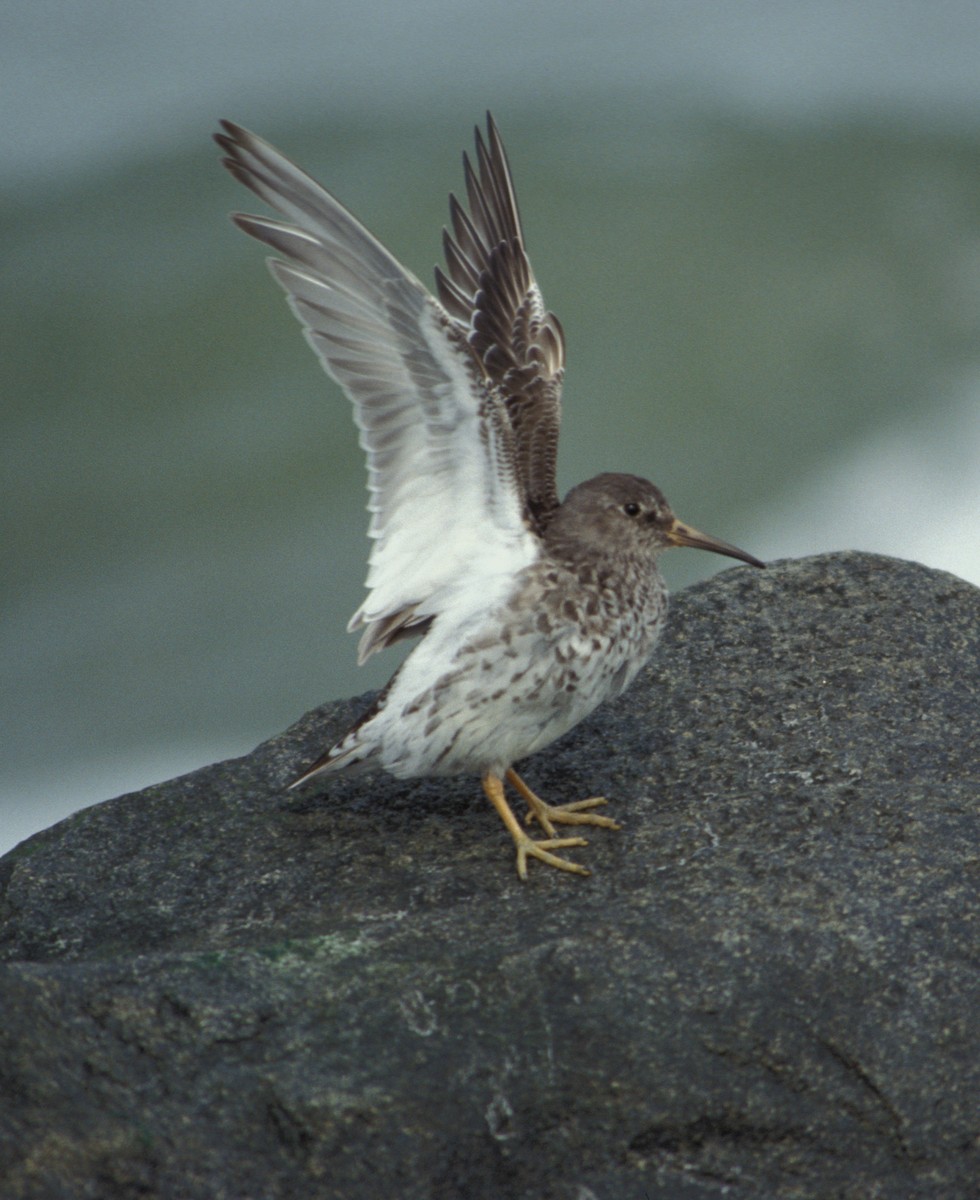 Purple Sandpiper - ML204047311