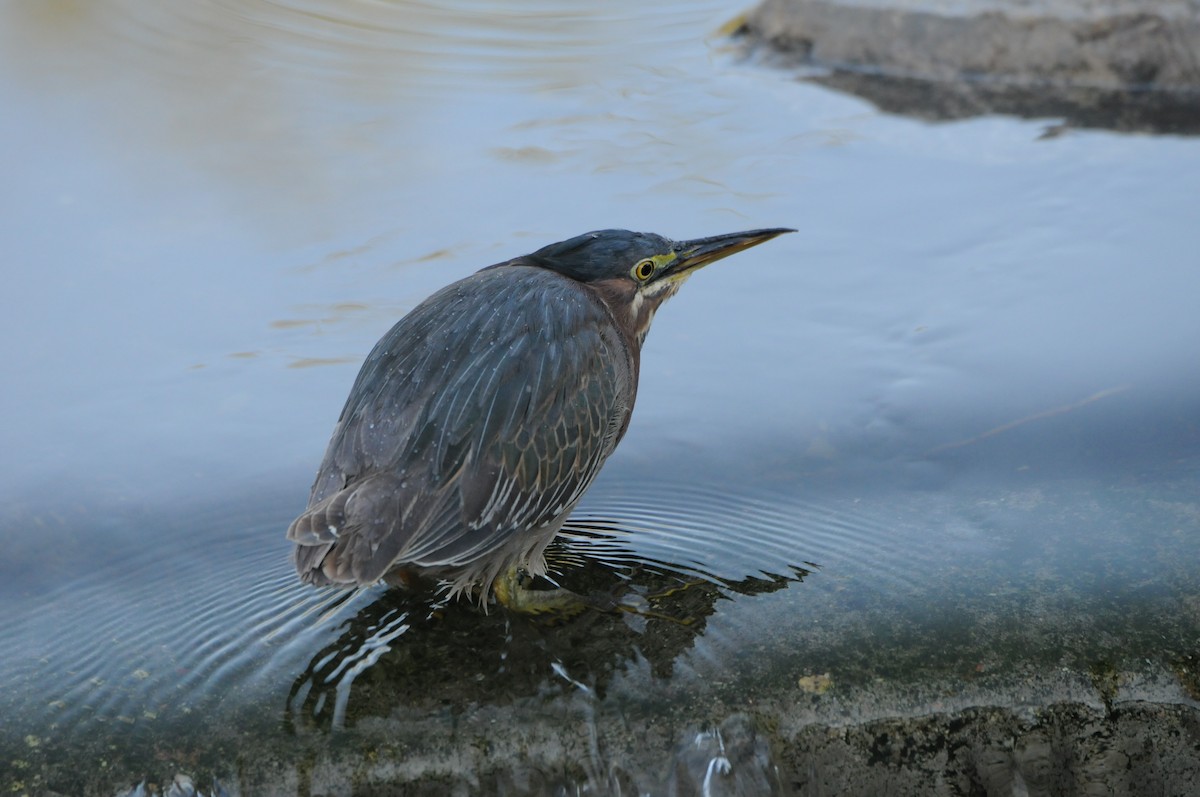 Green Heron (anthonyi) - ML204047531