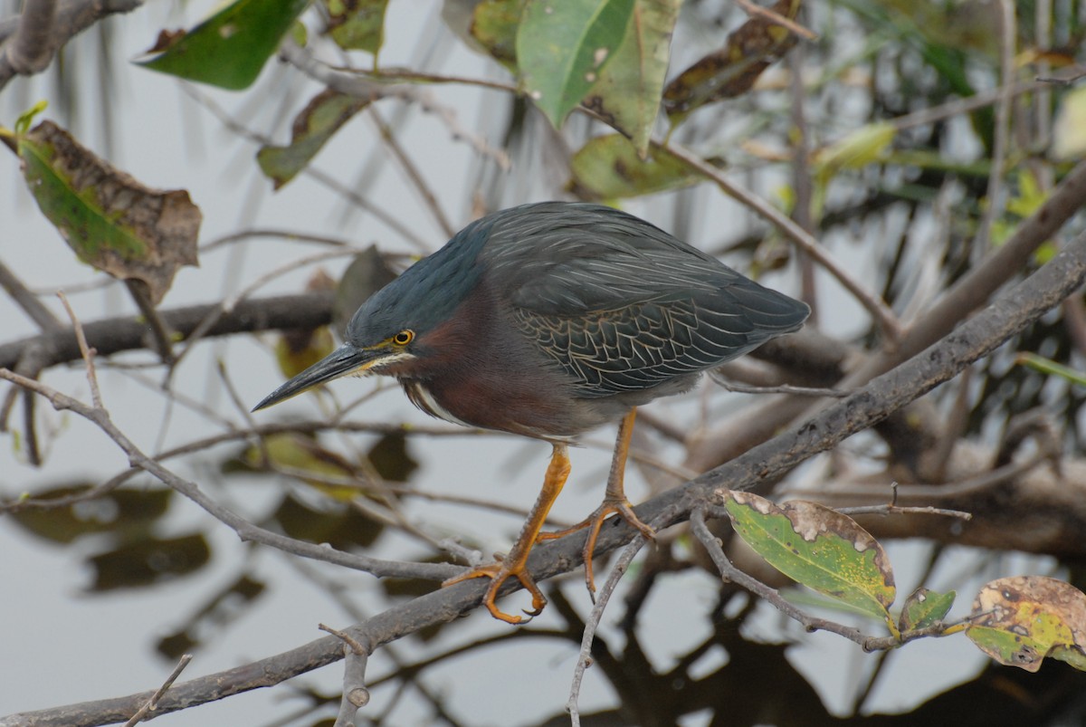 Green Heron (virescens/bahamensis) - marvin hyett