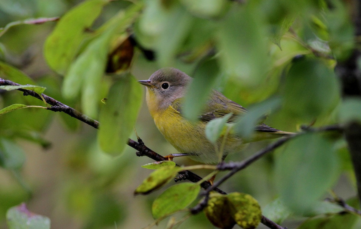 Nashville Warbler - ML20404771