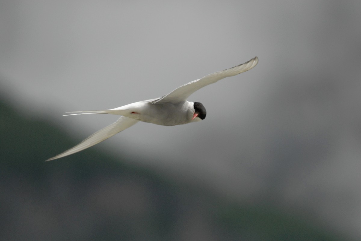 Arctic Tern - ML204049401