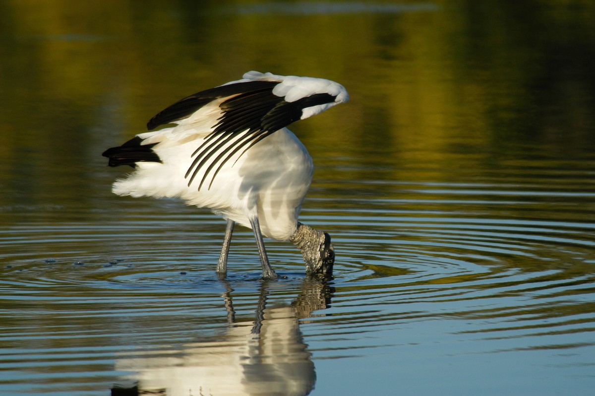 Wood Stork - marvin hyett