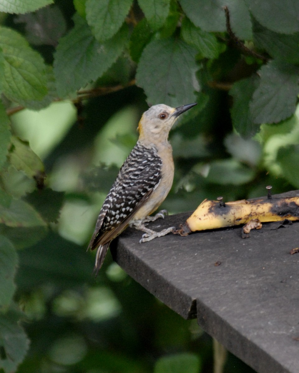 Hoffmann's Woodpecker - ML204049681